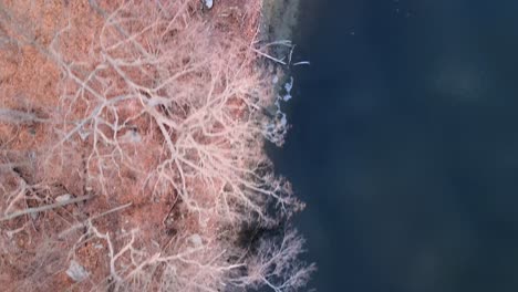 Top-down,-bird’s-eye-aerial-drone-footage-forest-and-lake-shore-during-winter-with-bare-trees-and-coastline
