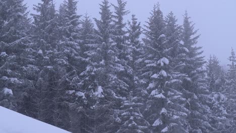 Malerischer-Winterblick-Auf-Den-Schneebedeckten-Pinienwald-Auf-Einem-Hohen-Berg