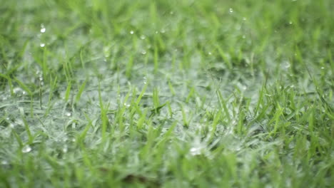 Super-Camera-Slow-Motion-Rain-Drops-Falling-in-the-Grass-4K-at-500-FPS
