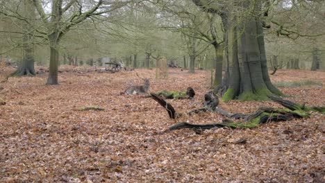 Adult-male-fallow-deer-with-large-antlers-eating-in-woodland-forest-amongst-trees