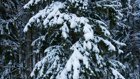 Close-up-view-of-a-pine-tree-with-snow-covered-branches---raising-aerial
