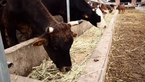 Vacas-Lecheras-Alimentándose-En-La-Granja