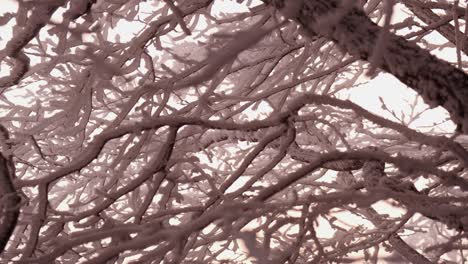 Frozen-swaying-tree-branches-landscape-during-a-storm-at-sunset-in-winter