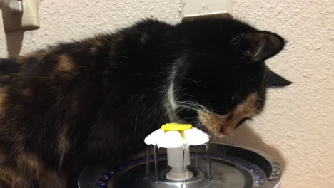 An-Old-Cat-Drinking-Clean-Water-From-A-Cat-Water-Fountain
