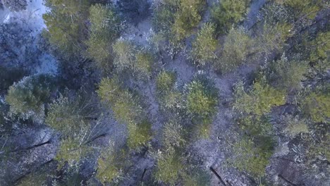 Luftaufnahme-über-Einen-Verschneiten-Nadelwald-Im-Süden-Spaniens