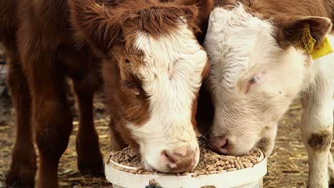 Creep-Feeding-for-Calves-Video-Footage