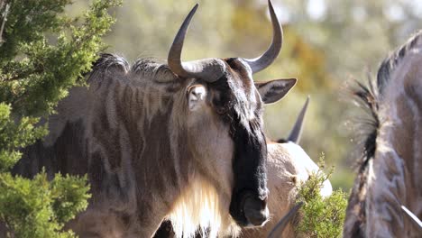 Wild-Wildebeest-herd,-closeup-of-animals-head-and-horns