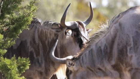 Closeup-of-Wildebeest-Gnu-Face-with-Horns-in-Herd-Looking-at-Camera,-Static