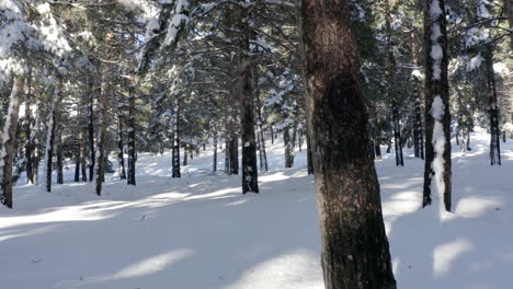 Gorgeous-snow-laden-forest-with-close-up-tree-trunk-and-brown-bark