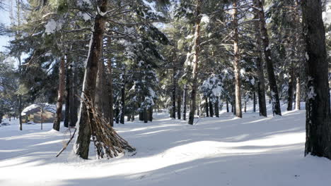 Wunderschön-Inspirierender-Wald-Mit-Schneebedeckten-Kiefern,-Gehe-Langsam-Vorwärts