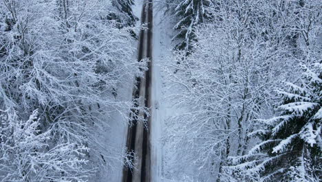 Drone-flying-close-to-snow-covered-mixed-forest-tree-branches-along-the-one-line-countryside-empty-road,-Deby-Poland
