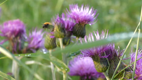 Biene-Fliegt-Zwischen-Lila-Blüten.-Nahaufnahme