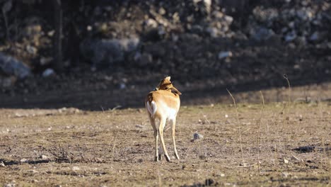 Junge-Gazelle,-Die-Sich-In-Der-Savanne-In-Afrika-Pflegt