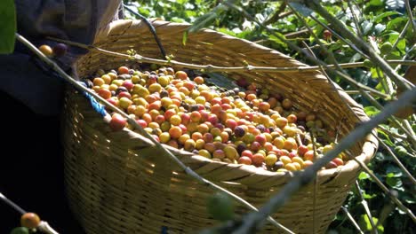Farmer-collects-coffee-beans-into-a-rattan-basket-in-El-Salvador