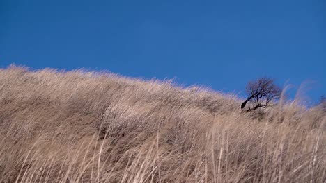 Lone-dead-tree-and-dry-winter-grass-against-blue-sky-outside