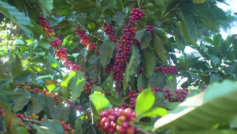 Eine-Kaffeepflanze-Gefüllt-Mit-Roten-Reifen-Kaffeebohnenfrüchten-In-Einem-Windigen-Feld