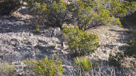 Zebra-on-rocky-terrain-grazing-behind-African-tree