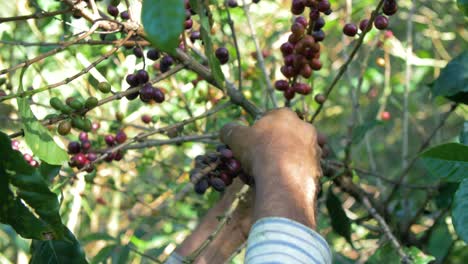 Un-Agricultor-Recoge-Granos-Maduros-De-Un-Cafeto-En-Una-Plantación-En-El-Salvador