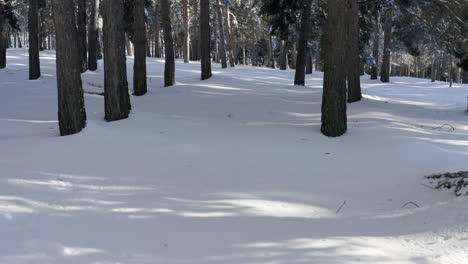 Walking-slowly-through-deep-white-snow-with-pines-trees,-sun-and-shadow