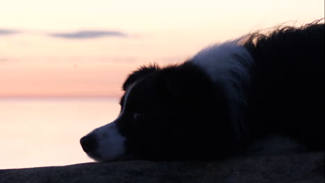 Silhouette-Eines-Schläfrigen-Hundes-Bei-Sonnenuntergang