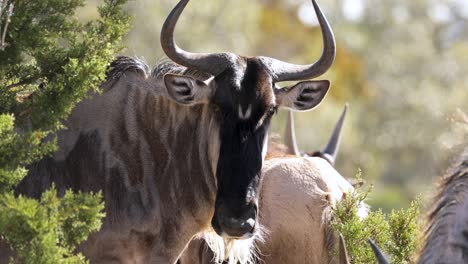 Close-Up-Of-A-White-bearded-Wildebeest-Looking-At-The-Camera