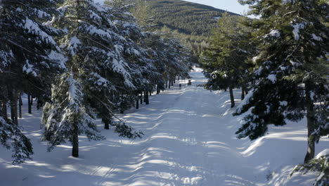 Beautiful-white-snowy-path-between-snow-laden-pine-trees-and-a-green-hill-behind