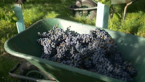 Winemaker-is-harvesting-grapes