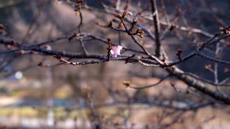 Single-early-blooming-sakura-on-tree-against-blurred-background