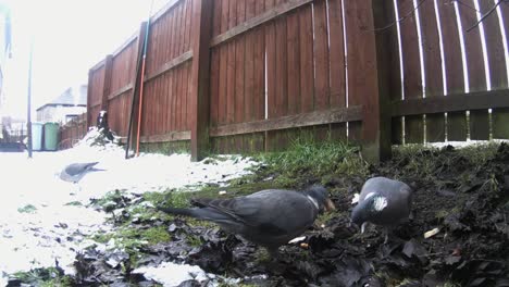 Woodpigeons--eating-food-on-the-snowy-grass