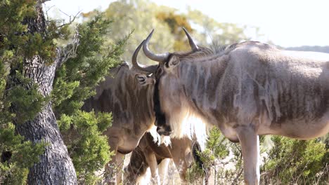 Group-Of-Brindled-Gnu-Standing-At-The-Game-Reserve-In-South-Africa-On-A-Sunny-Day
