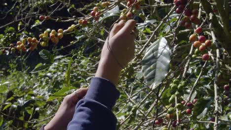 Ein-Bauer-Pflückt-Reife-Bohnen-Von-Einem-Kaffeebaum-Auf-Einer-Plantage-In-El-Salvador