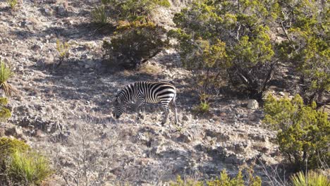 Zebra-on-Rocky-Mountain-Hill-in-Africa-Animal-Wildlife-Conservation-Reserve