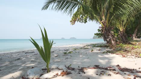 Weißer-Sandstrand-Mit-Junger-Kokospalme-Und-Ozean-Im-Hintergrund
