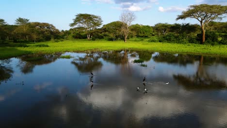 Aerial-view-over-birds-on-a-pond,-in-the-jungles-of-Kenya,-sunny-day,-in-Africa---dolly,-drone-shot