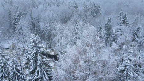 Aerial-shot-of-mixed-frozen-forest