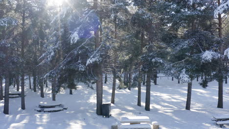 A-warming-sun-peeking-through-snow-laden-pine-trees-in-a-deep-snow-setting