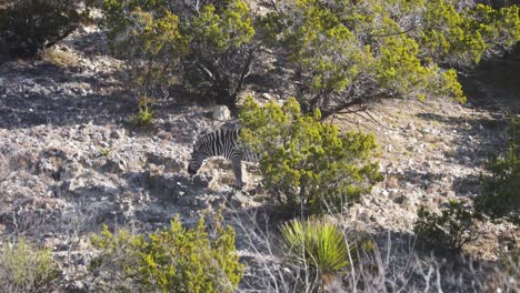 Lone-Zebra-Grazing-At-Savannah-Woodland-In-South-Africa