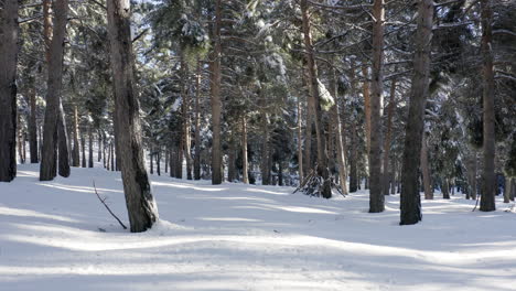 Walking-in-a-snow-filled-forest-with-pine-trees,-sun-and-shadows-across-the-path