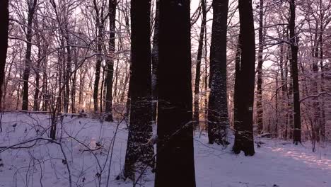 Wunderschöner-Und-Chaotischer-Wald,-Der-Mit-Schnee-Bedeckt-Und-Von-Hinten-Beleuchtet-Ist,-Wobei-Die-Sonne-Zwischen-Den-Baumstämmen-Funkelt