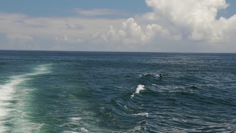 Eine-Zeitlupenaufnahme-Von-Delfinen,-Die-über-Eine-Von-Einem-Katamaran-Erzeugte-Welle-Springen