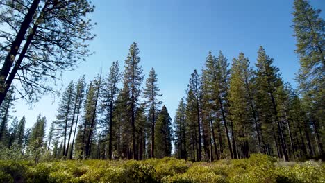 Pine-tree-forest-side-pan