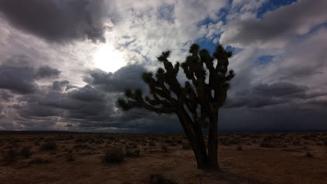 Regenwolken-Sammeln-Sich,-Als-Die-Sonne-über-Der-Mojave-Wüstenlandschaft-Hinter-Einem-Joshua-Tree-Aufgeht---Zeitraffer