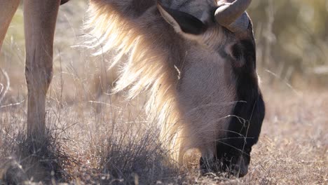 Wildebeest-grazing-on-Savannah-Plains-grassland,-closeup