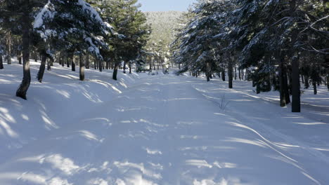 Sumptuous-deep-white-snow-with-pine-trees-and-shadow-falling-across-the-path