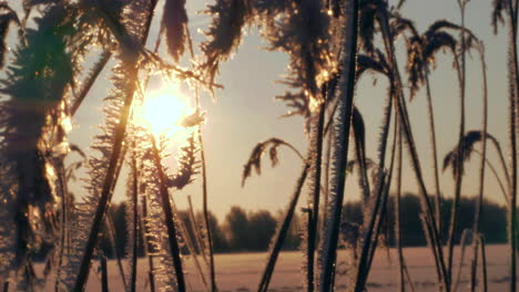 Winter-sun-among-frozen-reeds