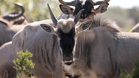 Herd-Of-Wildebeest-Basking-Under-The-Sun-In-Wilderness-Of-South-Africa