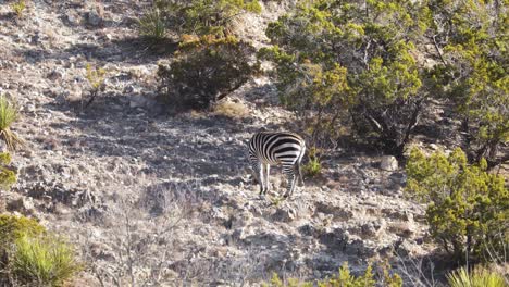 Erwachsenes-Zebra,-Das-Auf-Trockenen-Savannengrasebenen-Weidet