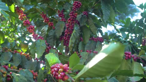 A-coffee-plant-filled-with-red-ripe-coffee-beans-fruit-in-a-windy-field