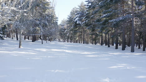 Langsamer-Spaziergang-Durch-Einen-Schneebedeckten-Wald-Mit-Kiefern-Und-Führenden-Linien