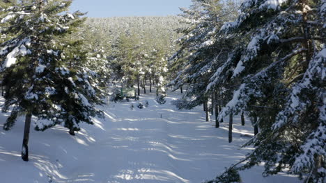 Gorgeous-snow-filled-forest-with-bright-sunshine-and-green-snow-loaded-trees